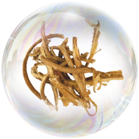 Astragalus (root)