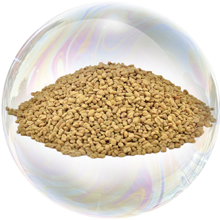 Fenugreek seed